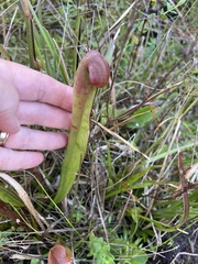 Sarracenia minor