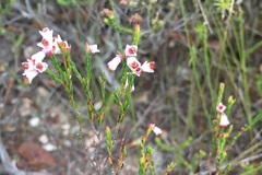 Erica articularis