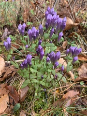 Gentianella quinquefolia