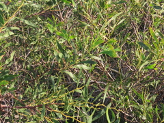 Phyllodineae