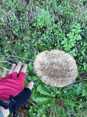 Chlorophyllum olivieri