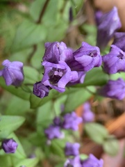 Gentianella quinquefolia