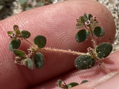 Euphorbia setiloba