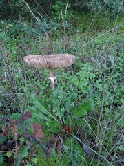 Chlorophyllum olivieri