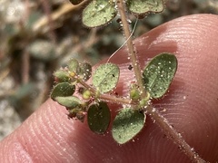 Euphorbia setiloba
