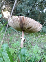 Chlorophyllum olivieri