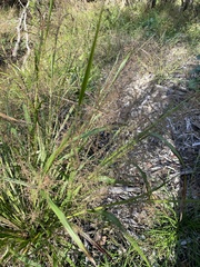 Coleataenia rigidula