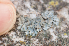 Phaeophyscia hirsuta