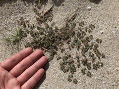 Euphorbia setiloba