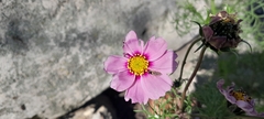 Cosmos bipinnatus