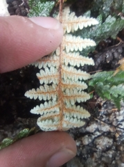 Myriopteris lindheimeri