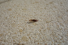 Apterygida albipennis