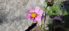 Cosmos bipinnatus