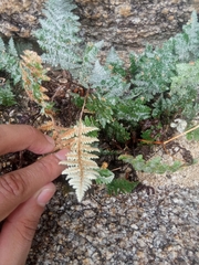 Myriopteris lindheimeri