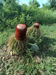 Melocactus intortus
