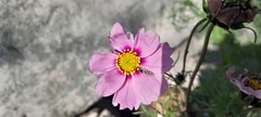 Cosmos bipinnatus