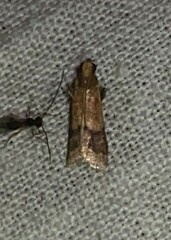 Eulogia ochrifrontella