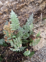 Myriopteris lindheimeri