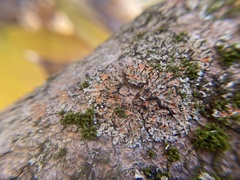 Phaeophyscia rubropulchra