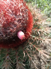 Melocactus intortus