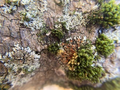 Phaeophyscia rubropulchra