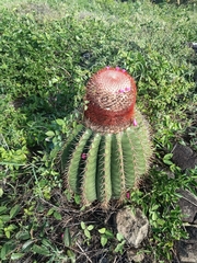 Melocactus intortus