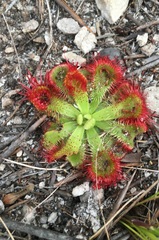 Drosera xerophila