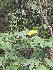 Tithonia diversifolia