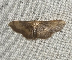 Idaea demissaria