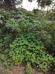 Tithonia diversifolia