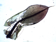 Ptychostomum torquescens