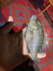 Lepomis gulosus