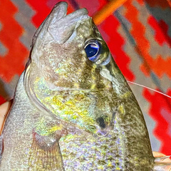 Lepomis gulosus