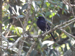 Knipolegus nigerrimus