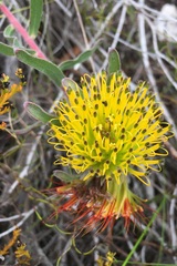 Leucospermum gracile