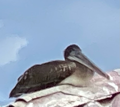 Pelecanus occidentalis urinator