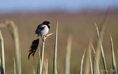 Alectrurus risora