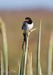 Alectrurus risora