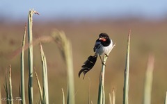 Alectrurus risora