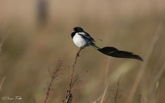Alectrurus risora