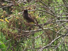 Pycnonotus capensis