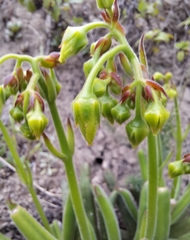 Cotyledon campanulata