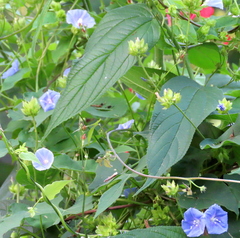 Jacquemontia pentanthos