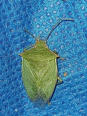 Loxa viridis