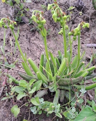 Cotyledon campanulata