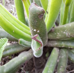 Cotyledon campanulata