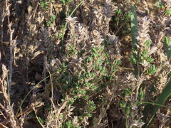 Crucianella maritima