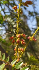 Tara spinosa