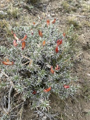 Anarthrophyllum desideratum