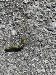 Sphingidae